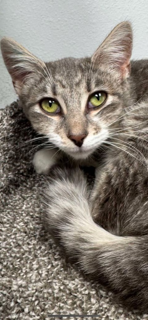 Milo, an adoptable Domestic Short Hair in Brookings, OR, 97415 | Photo Image 1