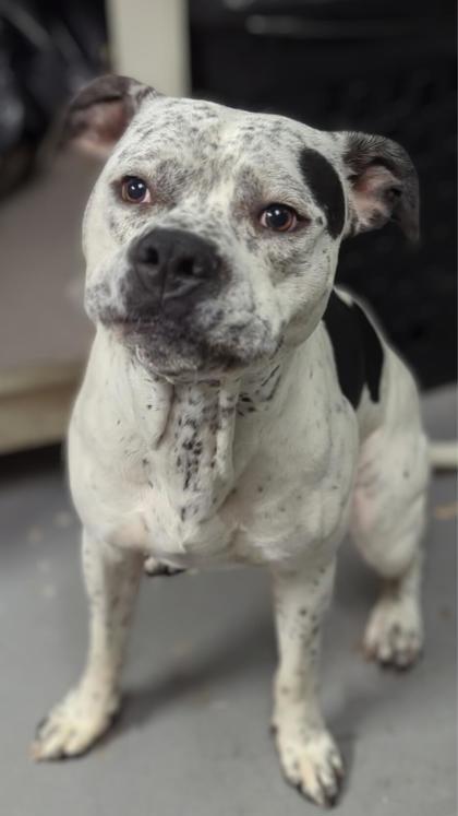 Pepper