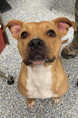 Molly, Adult Female Mixed Breed