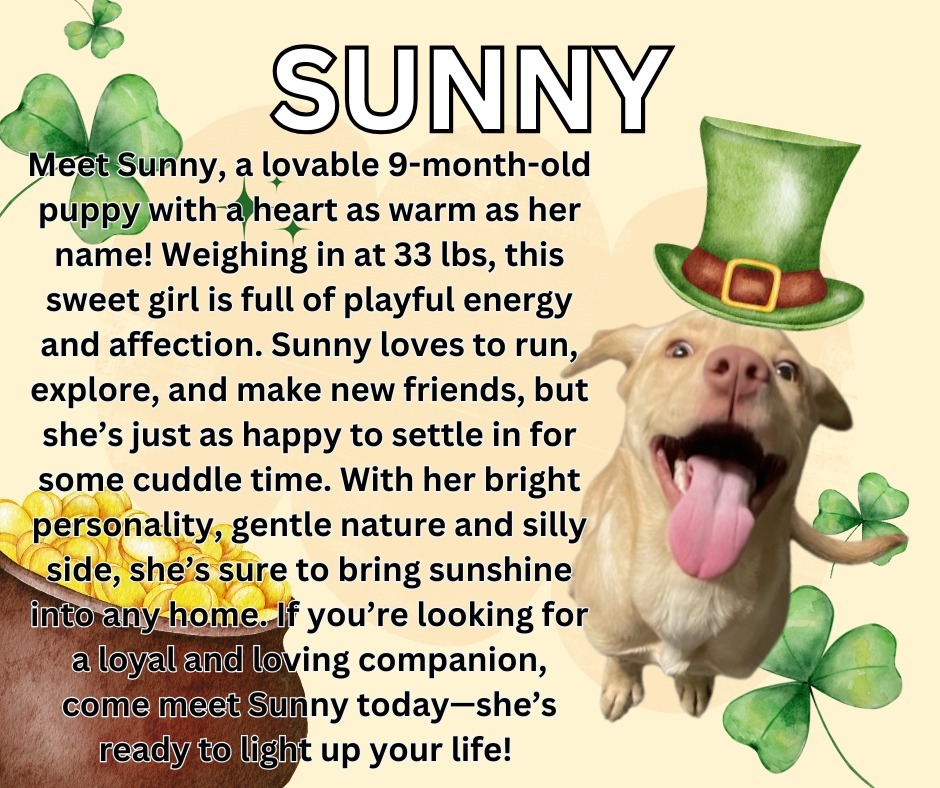 Sunny, an adoptable Golden Retriever, Husky in Kenai, AK, 99611 | Photo Image 1
