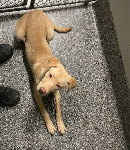 Sunny, an adoptable Golden Retriever, Husky in Kenai, AK, 99611 | Photo Image 2