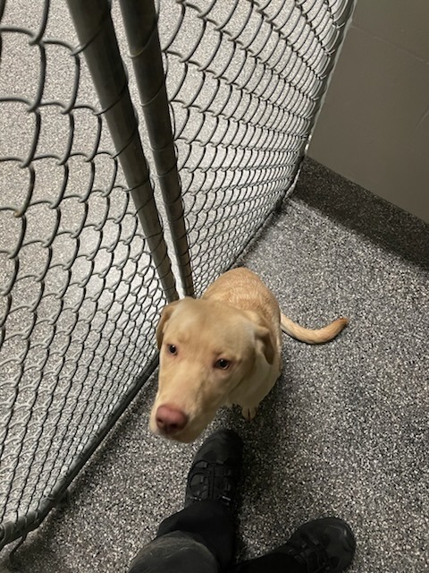 Sunny, an adoptable Golden Retriever, Husky in Kenai, AK, 99611 | Photo Image 3