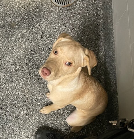 Sunny, an adoptable Golden Retriever, Husky in Kenai, AK, 99611 | Photo Image 4