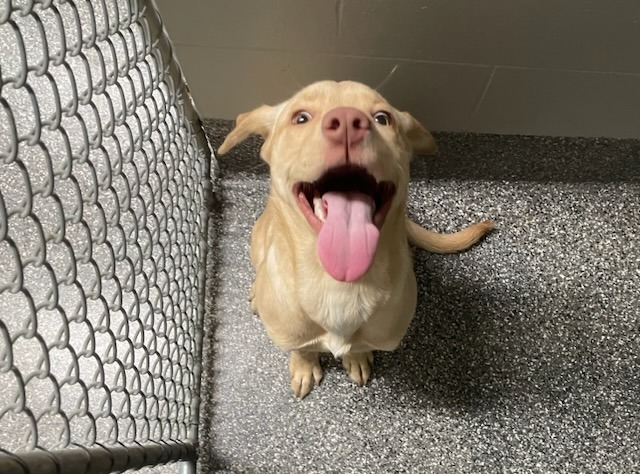 Sunny, an adoptable Golden Retriever, Husky in Kenai, AK, 99611 | Photo Image 5