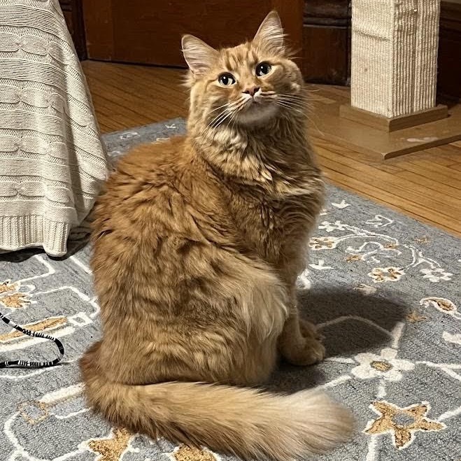 Birdie