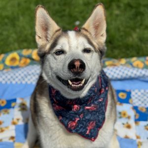 Hi there My name is Ninja and Im at the Santa Maria Campus Im a 7 year 3 month old