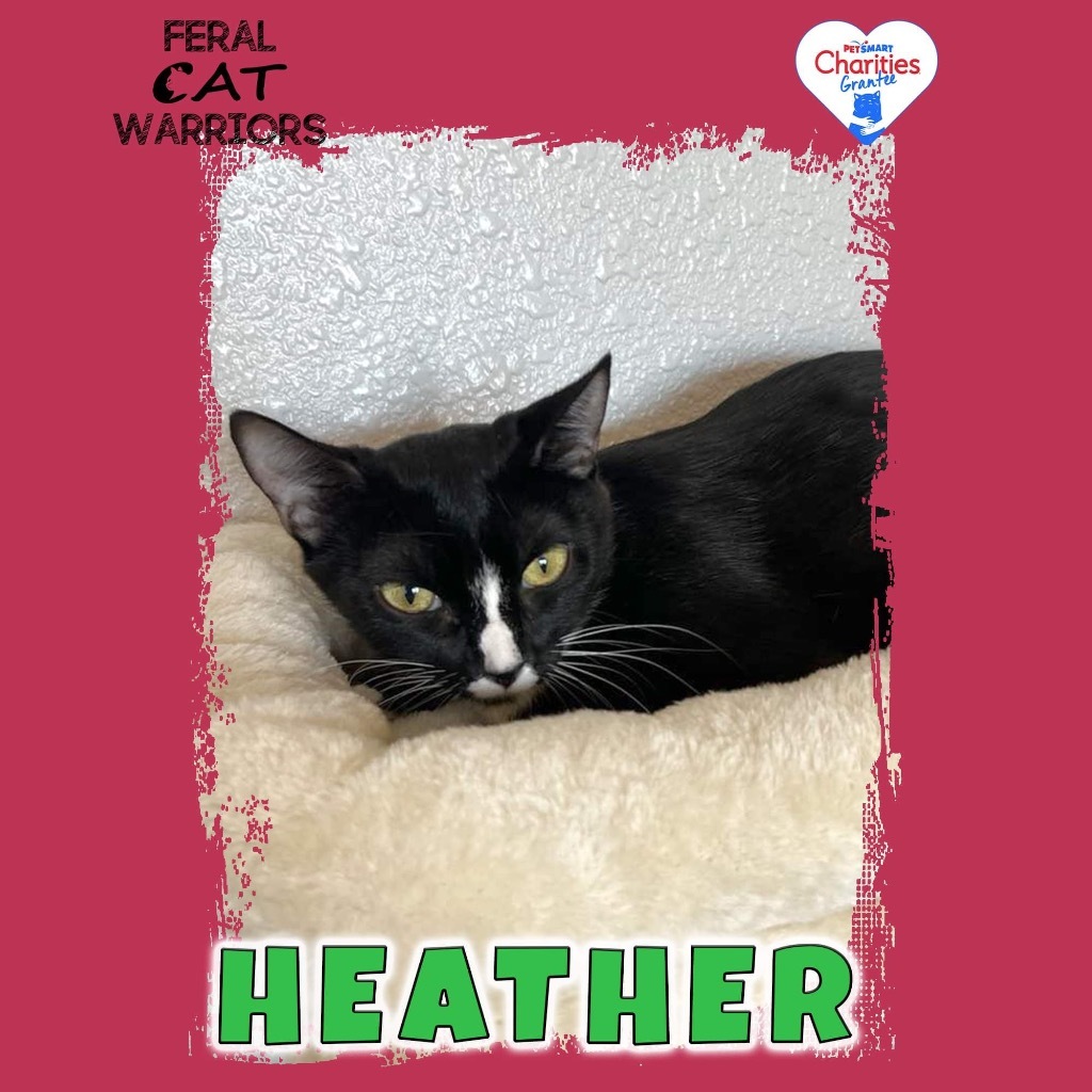 Heather, an adoptable Domestic Short Hair in Kingman, AZ, 86401 | Photo Image 2