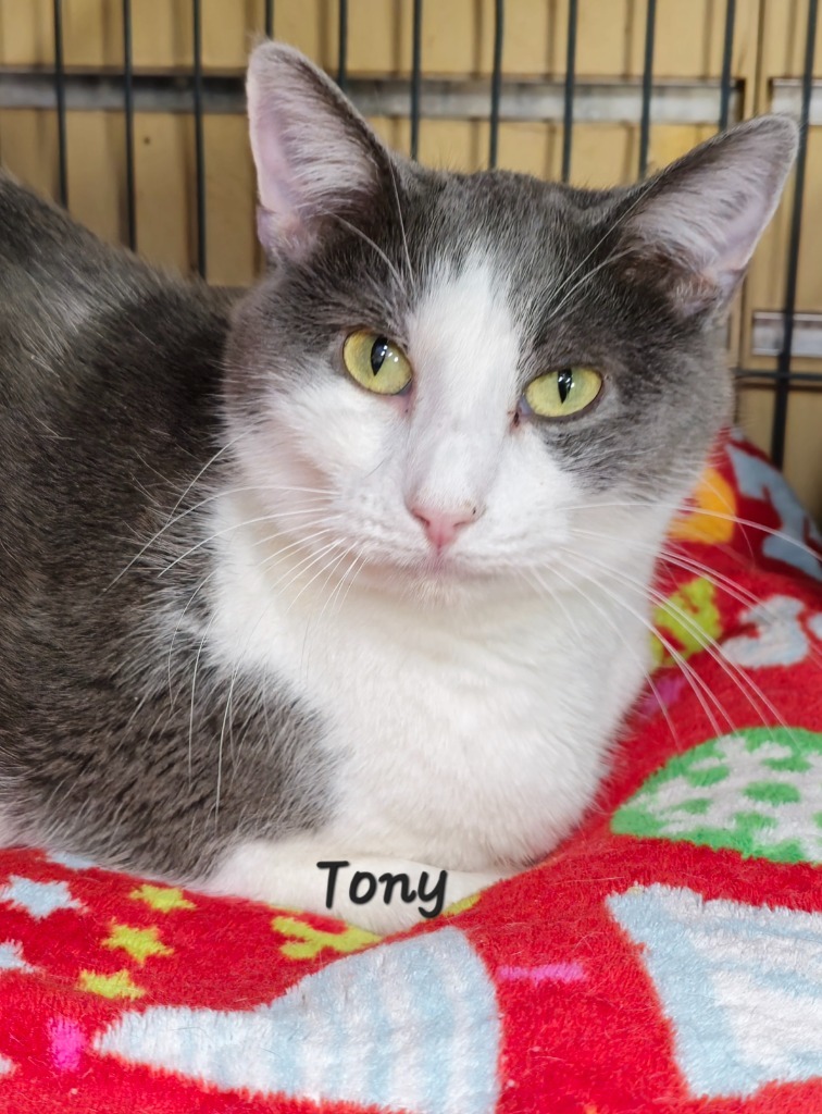 Tony