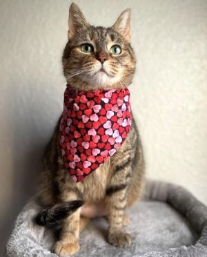 Hibiscus, Young Female Domestic Short Hair
