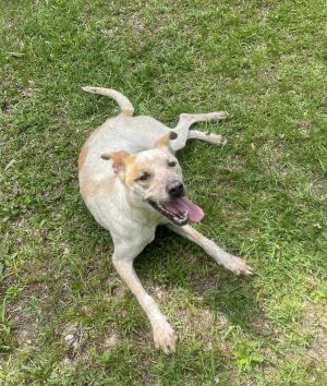 Reese, Adult Female Mixed Breed