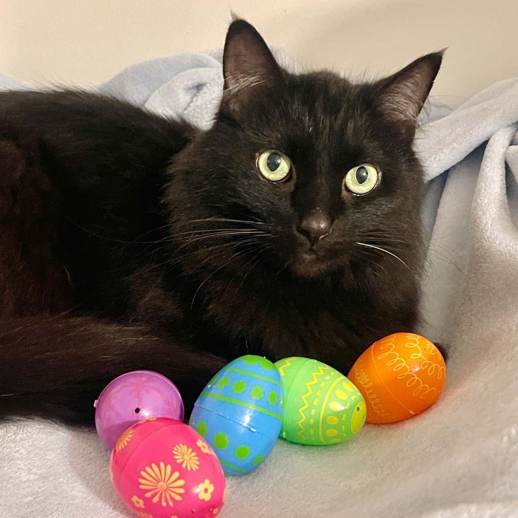Baby Bear, an adoptable Domestic Long Hair in Cambria, CA, 93428 | Photo Image 1