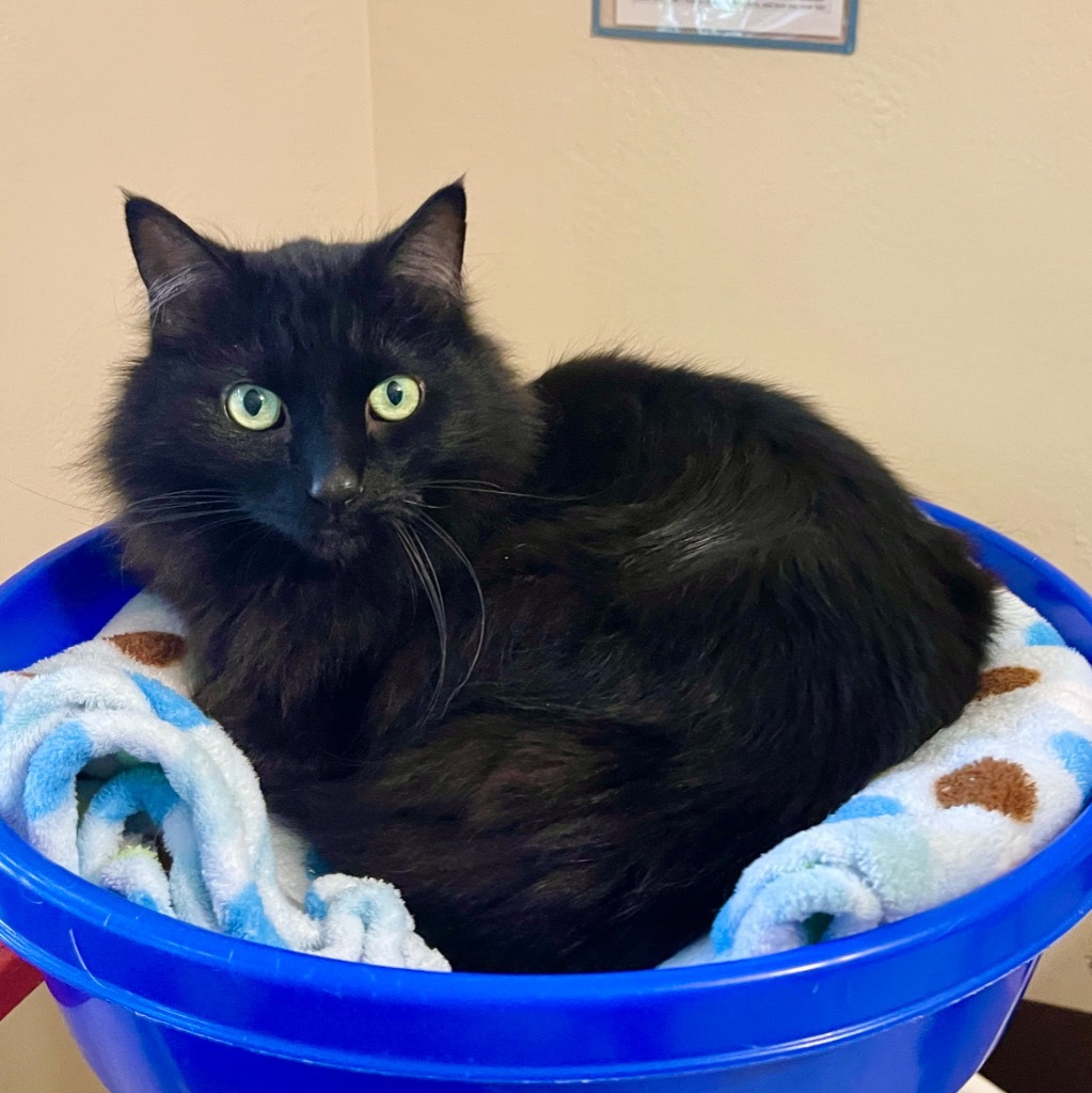 Baby Bear, an adoptable Domestic Long Hair in Cambria, CA, 93428 | Photo Image 1