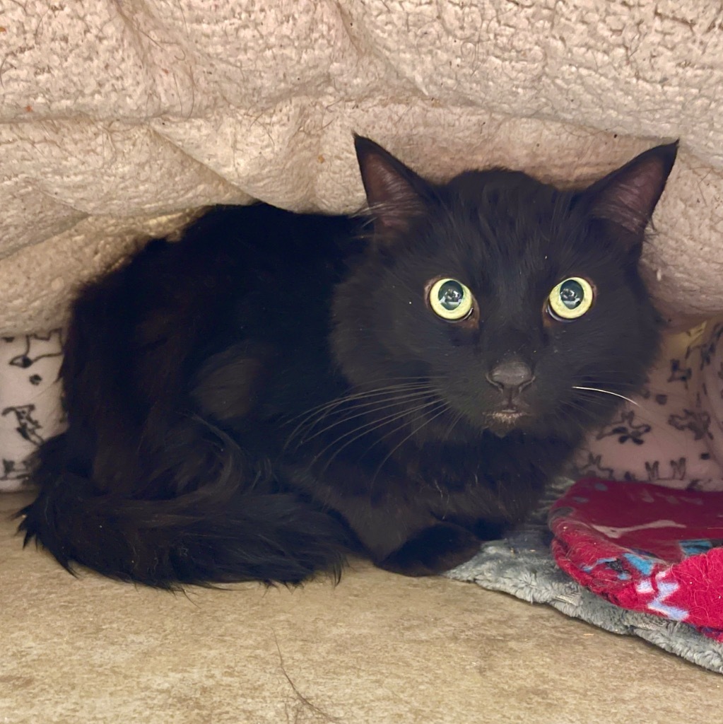 Baby Bear, an adoptable Domestic Long Hair in Cambria, CA, 93428 | Photo Image 2