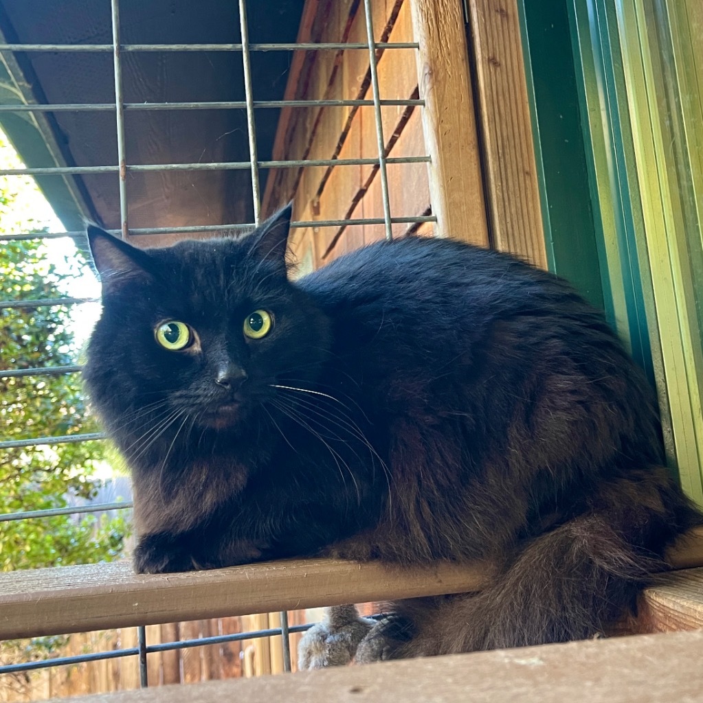 Baby Bear, an adoptable Domestic Long Hair in Cambria, CA, 93428 | Photo Image 3