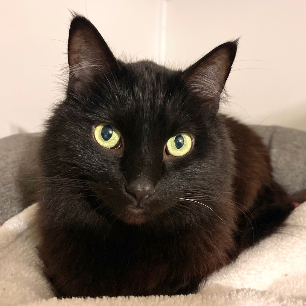 Baby Bear, an adoptable Domestic Long Hair in Cambria, CA, 93428 | Photo Image 4