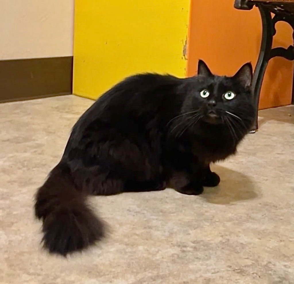 Baby Bear, an adoptable Domestic Long Hair in Cambria, CA, 93428 | Photo Image 5