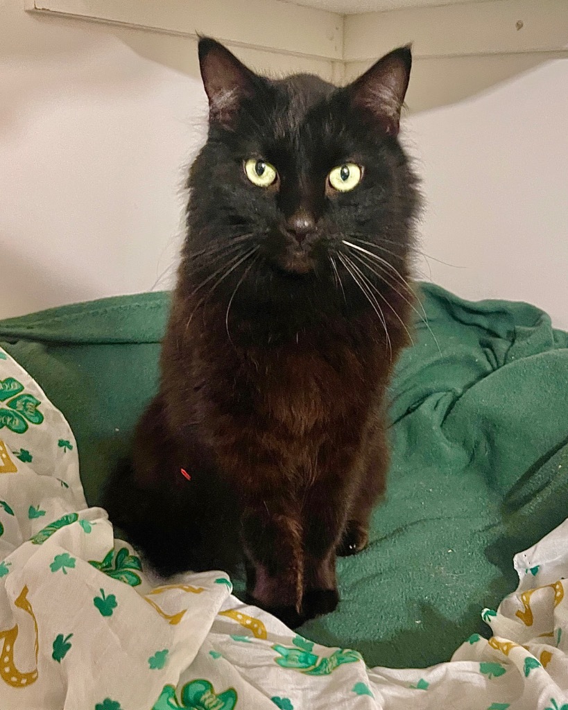 Baby Bear, an adoptable Domestic Long Hair in Cambria, CA, 93428 | Photo Image 6
