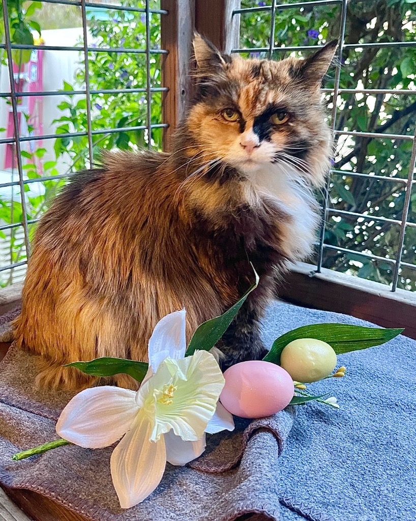 Sunshine, an adoptable Domestic Long Hair in Cambria, CA, 93428 | Photo Image 1
