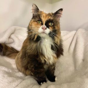 Hello there Im Sunshine--a stunning 10-year-old long-haired calico with a one-of-a-kind coat of or