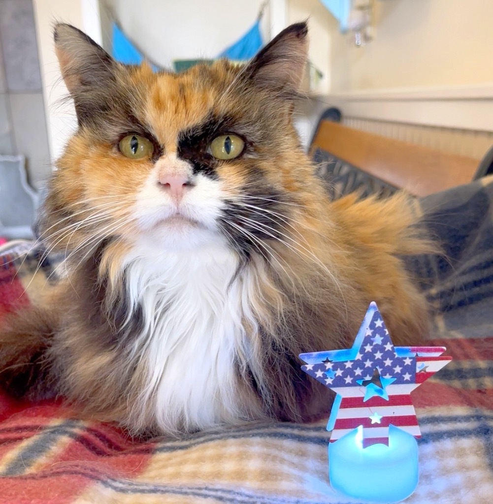 Sunshine, an adoptable Domestic Long Hair in Cambria, CA, 93428 | Photo Image 1