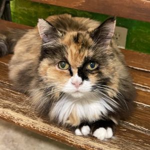 Sunshine Domestic Long Hair Cat