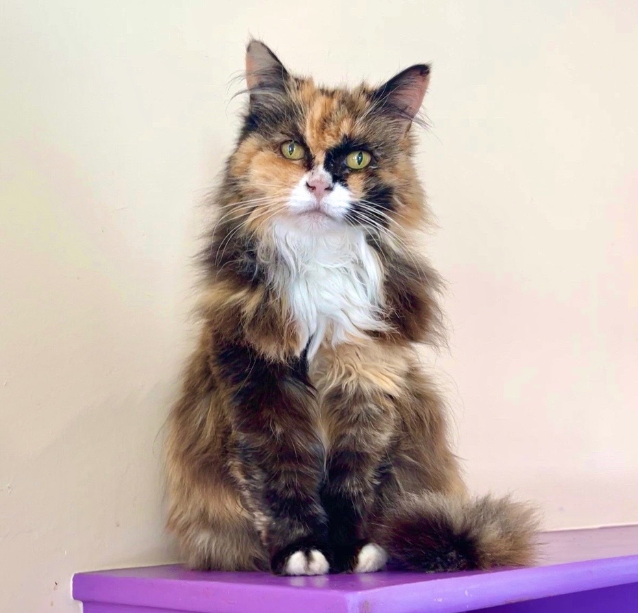 Sunshine, an adoptable Domestic Long Hair in Cambria, CA, 93428 | Photo Image 1