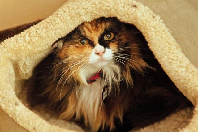 Sunshine, an adoptable Domestic Long Hair in Cambria, CA, 93428 | Photo Image 2
