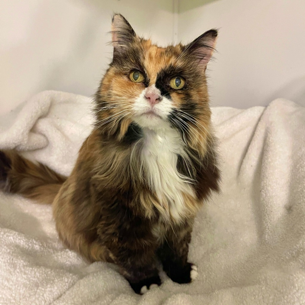 Sunshine, an adoptable Domestic Long Hair in Cambria, CA, 93428 | Photo Image 3