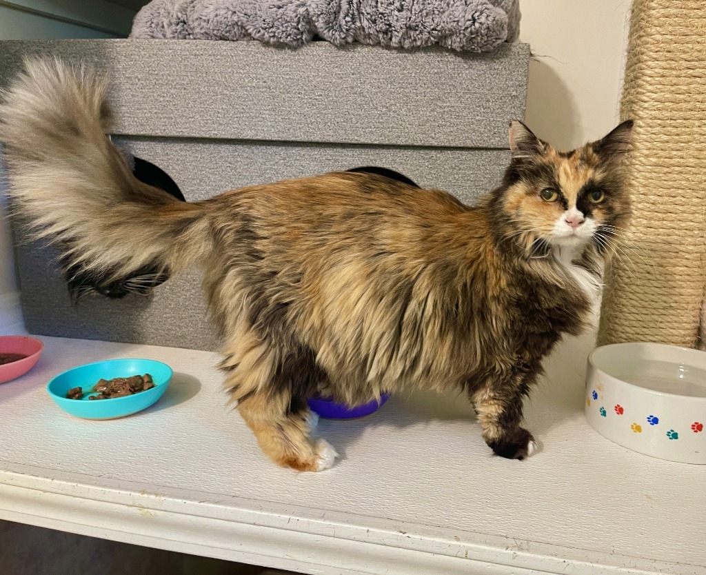 Sunshine, an adoptable Domestic Long Hair in Cambria, CA, 93428 | Photo Image 3