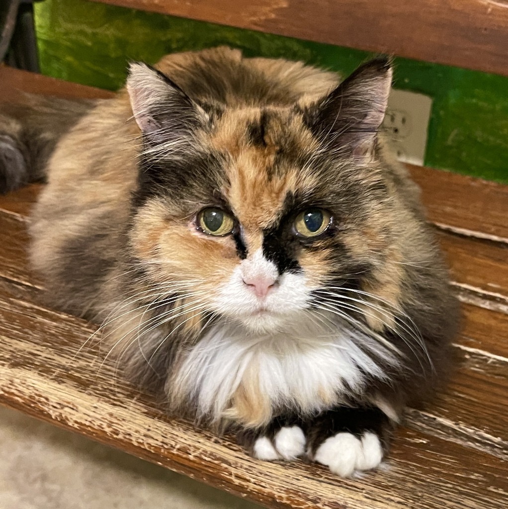 Sunshine, an adoptable Domestic Long Hair in Cambria, CA, 93428 | Photo Image 4