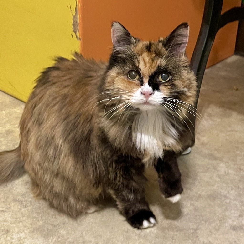 Sunshine, an adoptable Domestic Long Hair in Cambria, CA, 93428 | Photo Image 4