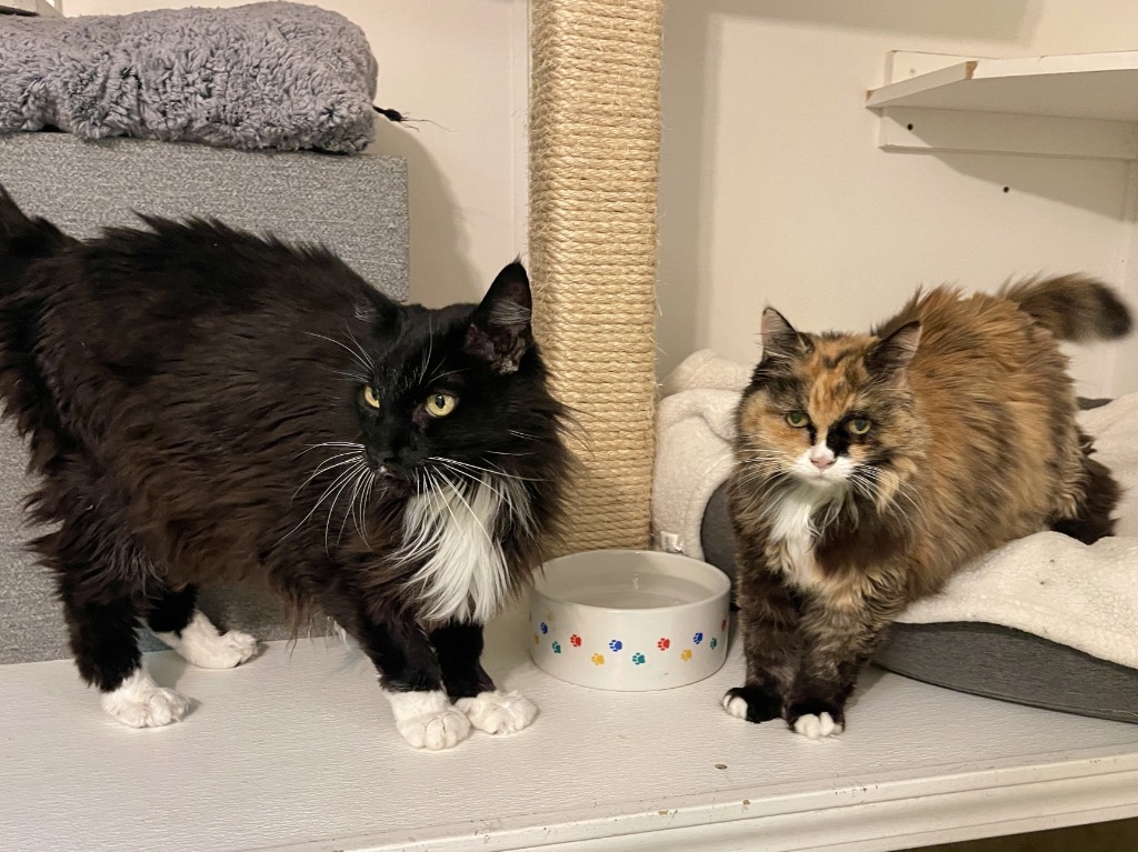 Sunshine, an adoptable Domestic Long Hair in Cambria, CA, 93428 | Photo Image 5