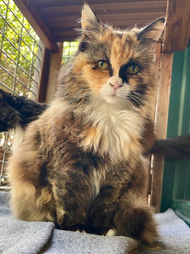 Sunshine, an adoptable Domestic Long Hair in Cambria, CA, 93428 | Photo Image 6