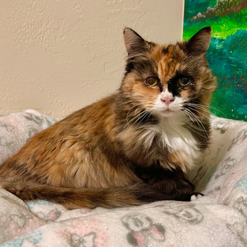 Sunshine, an adoptable Domestic Long Hair in Cambria, CA, 93428 | Photo Image 6