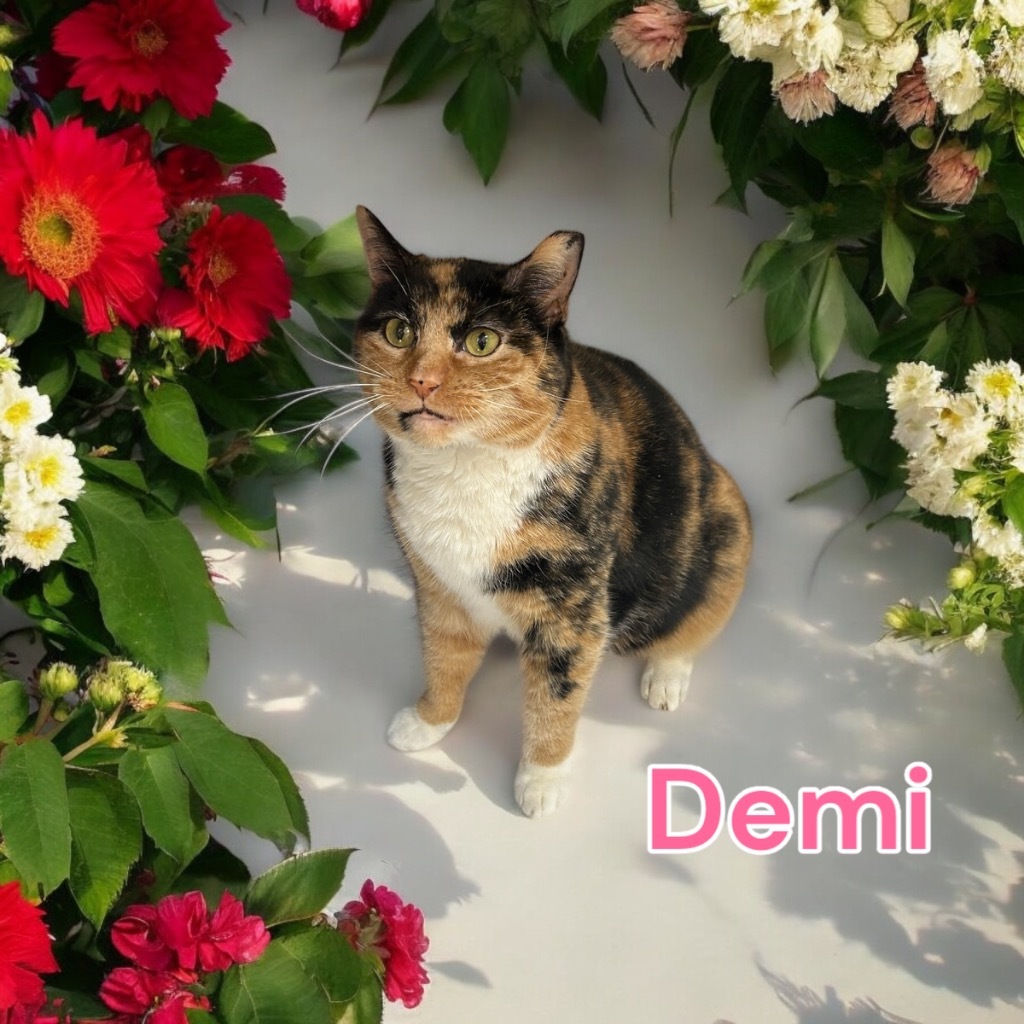 Demi