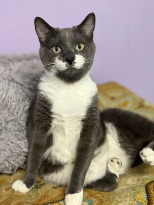 Stewie, Adult Male unknown