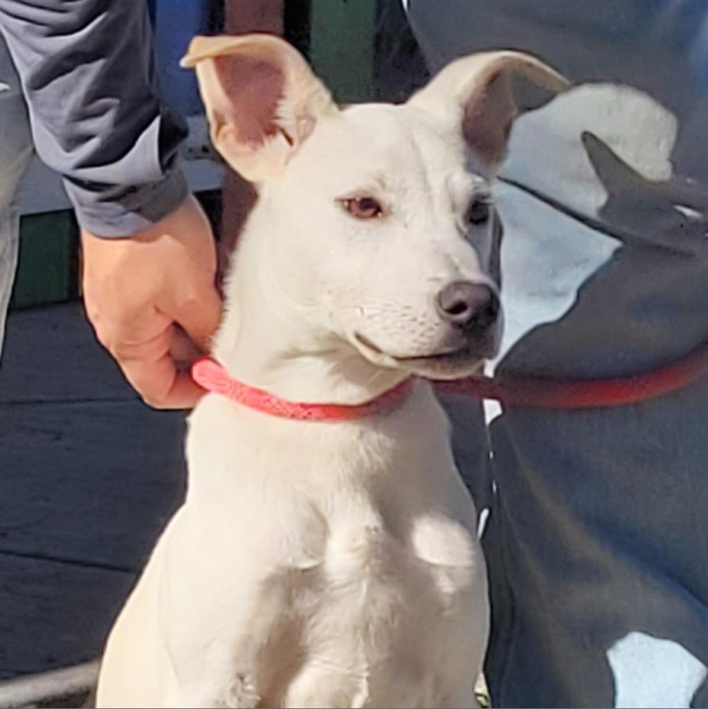 Rick, an adoptable Labrador Retriever in Laredo, TX, 78041 | Photo Image 3