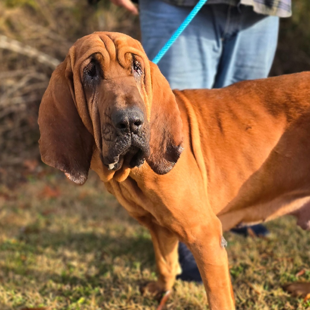 Fae, an adoptable Bloodhound in Hinesville, GA, 31313 | Photo Image 1