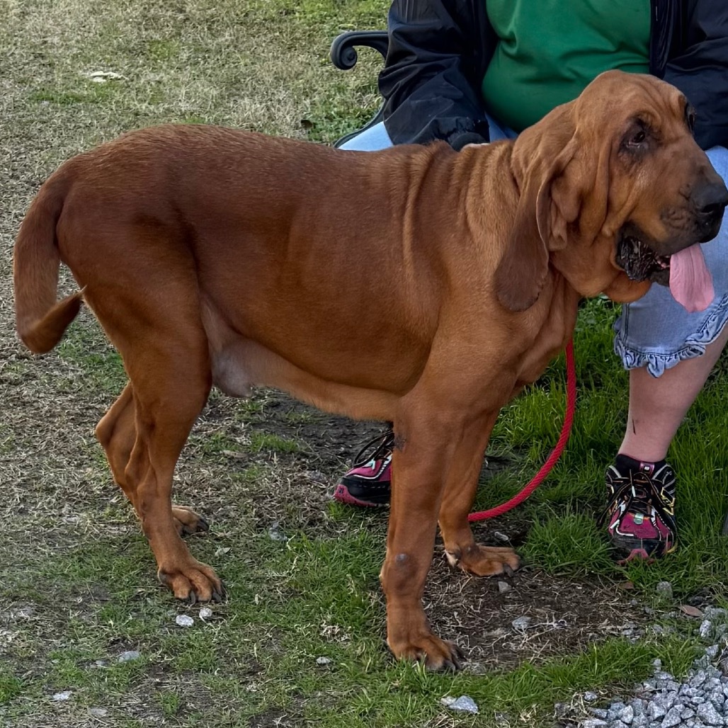 Fae, an adoptable Bloodhound in Hinesville, GA, 31313 | Photo Image 2