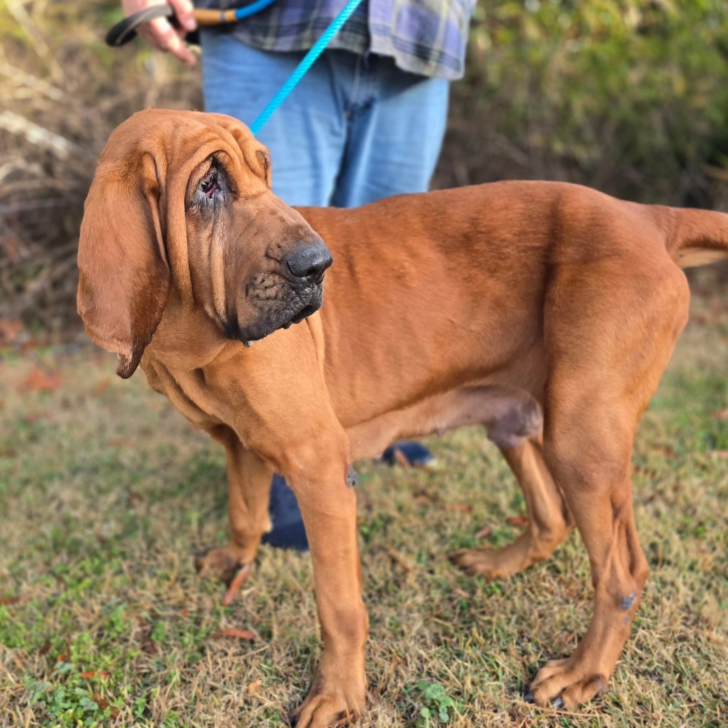 Fae, an adoptable Bloodhound in Hinesville, GA, 31313 | Photo Image 3