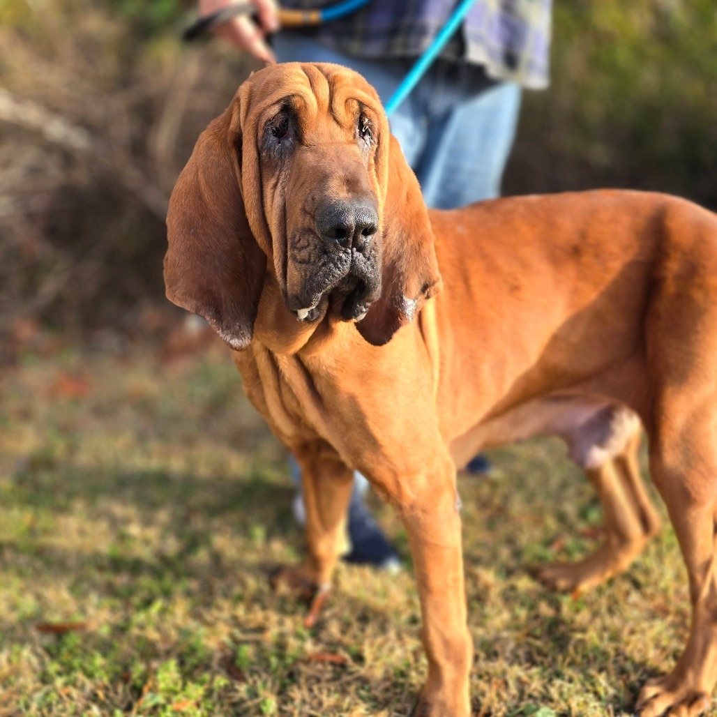 Fae, an adoptable Bloodhound in Hinesville, GA, 31313 | Photo Image 4