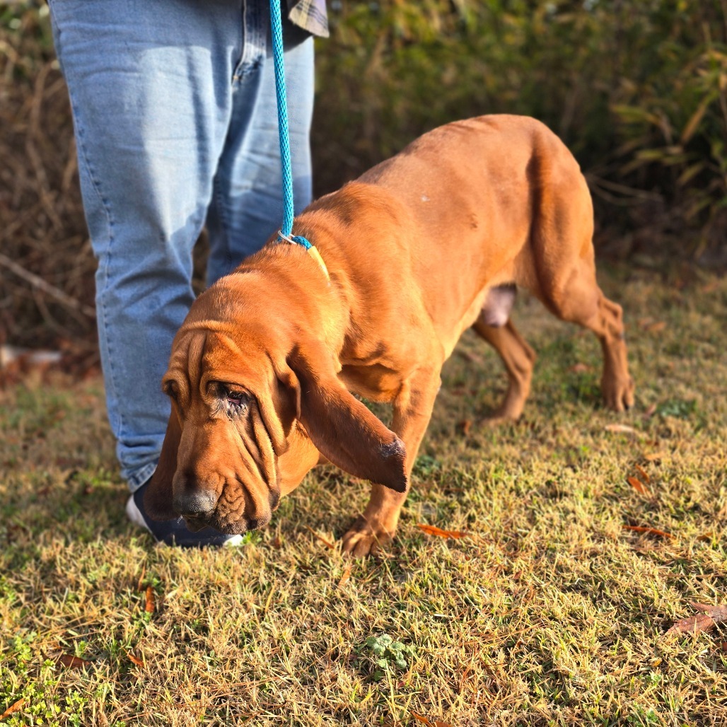 Fae, an adoptable Bloodhound in Hinesville, GA, 31313 | Photo Image 5
