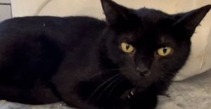Morgan, Young Female Domestic Short Hair