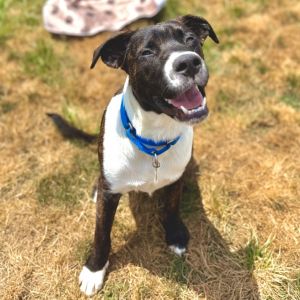 Radio, Young Male Black Labrador Retriever