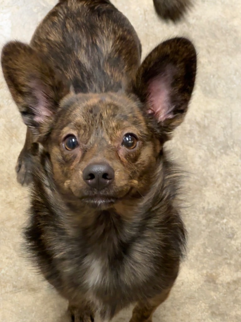 Kai, an adoptable Affenpinscher in Jonesboro, AR, 72401 | Photo Image 1