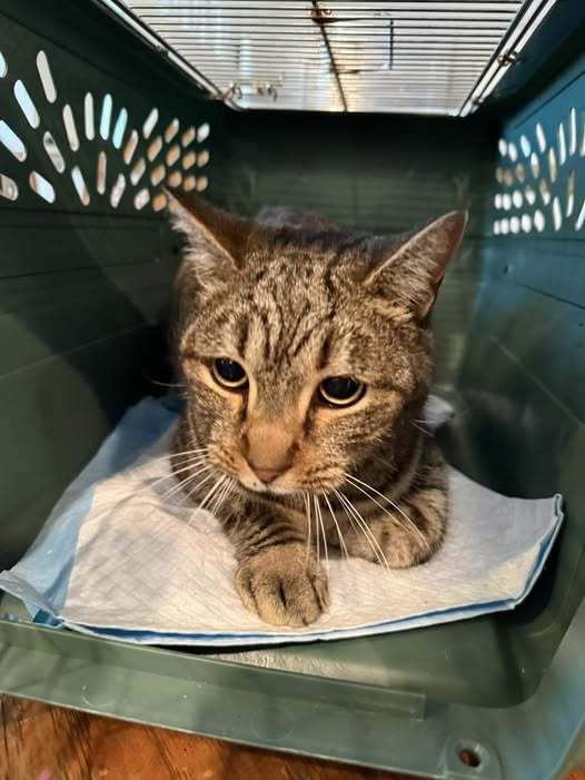 LB, an adoptable Domestic Short Hair, Tabby in Visalia, CA, 93277 | Photo Image 1