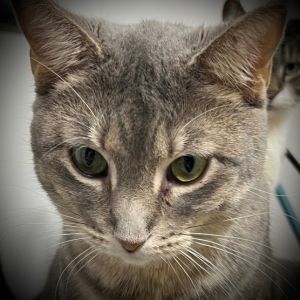 Tara, Adult Female Domestic Short Hair