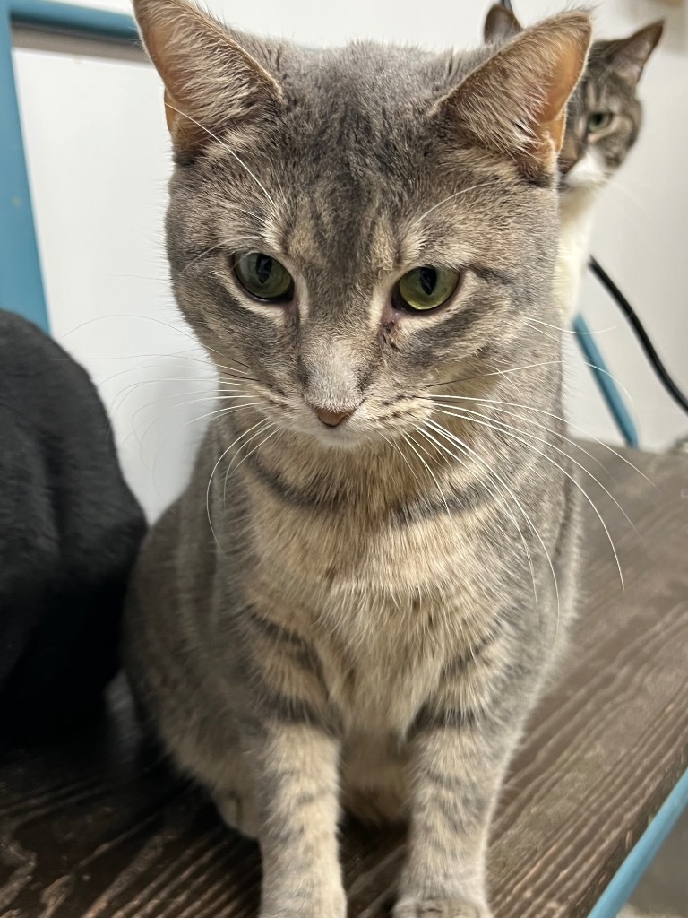 Tara