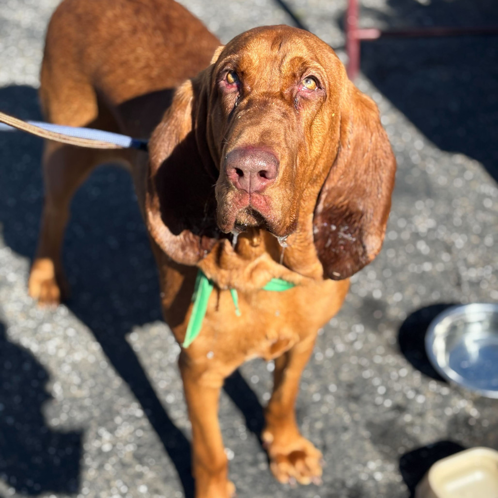 Mr. Boomer, an adoptable Bloodhound in San Francisco, CA, 94110 | Photo Image 1