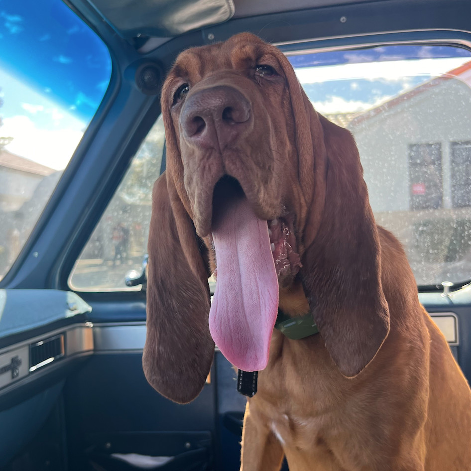 Mr. Boomer, an adoptable Bloodhound in San Francisco, CA, 94110 | Photo Image 2